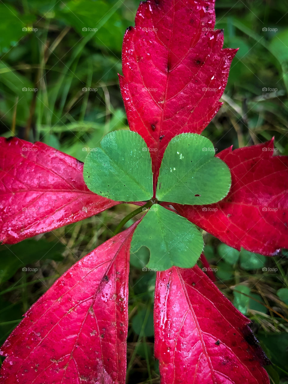 Into each other - 3 shamrocks and 5 red leaves