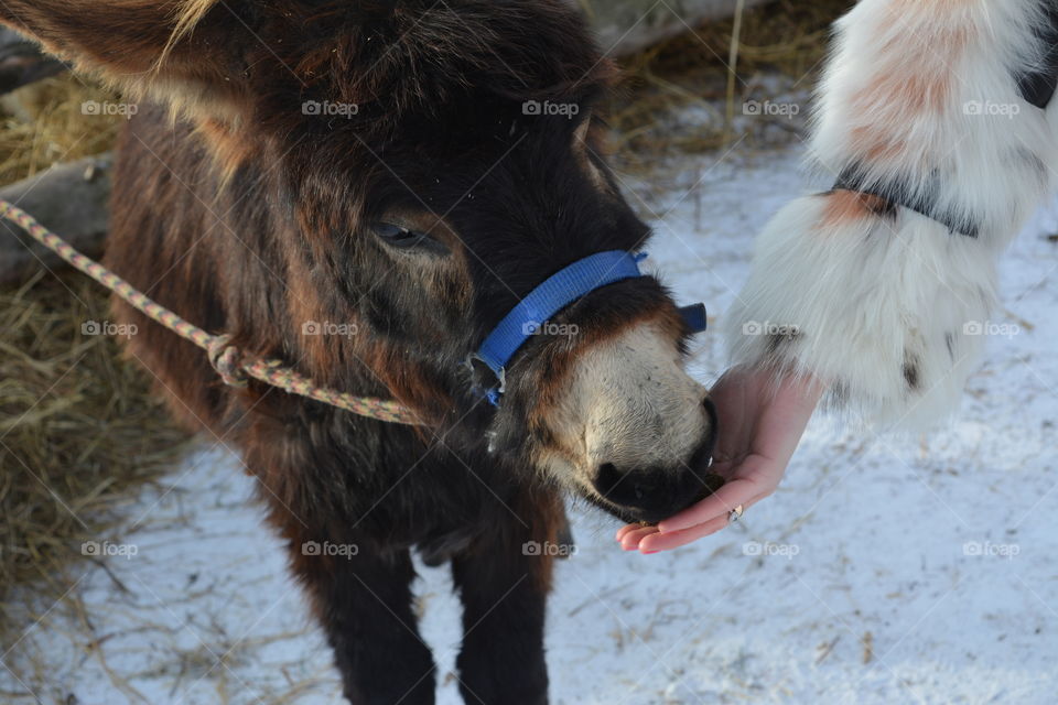 Women feeding a donkey