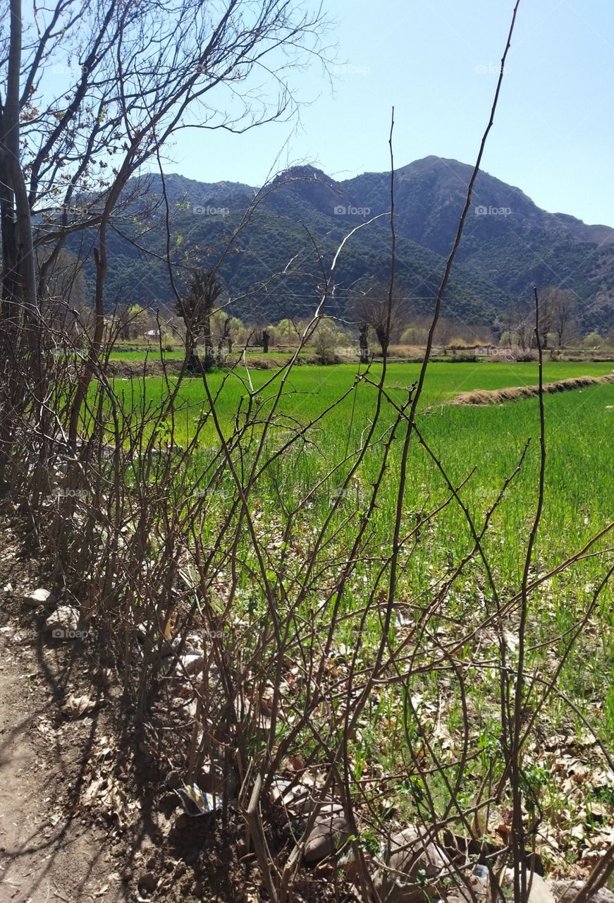 out side green fields