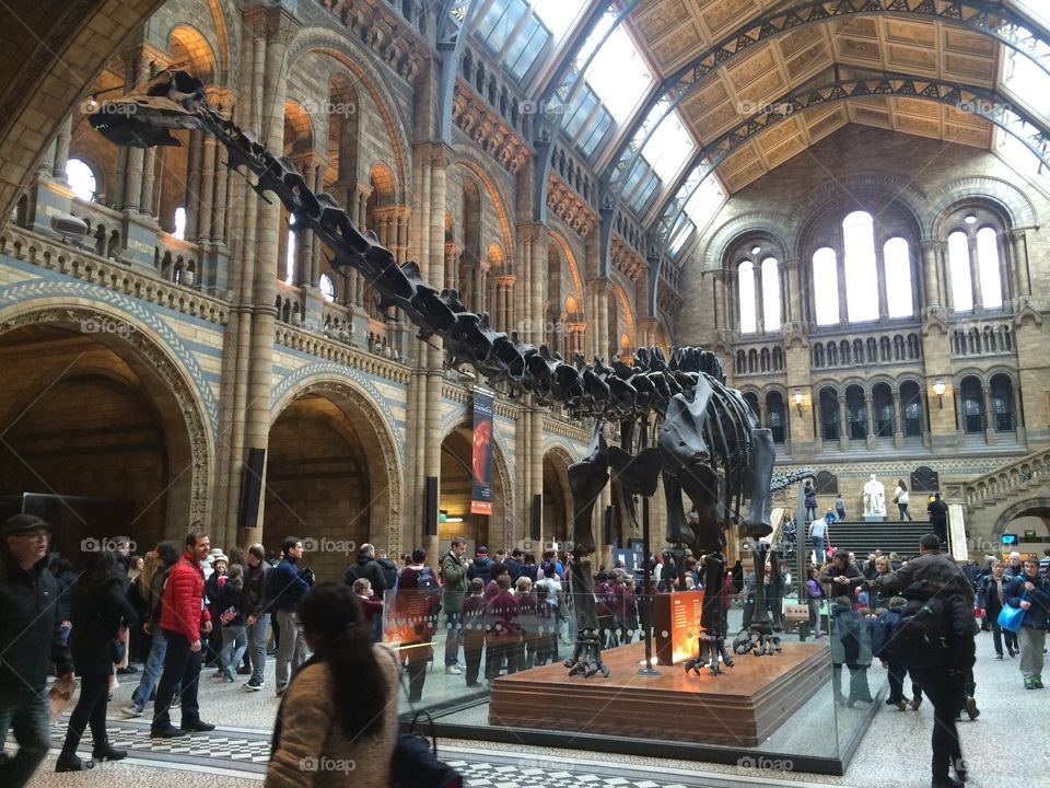 Diplodocus at British Natural History Museum