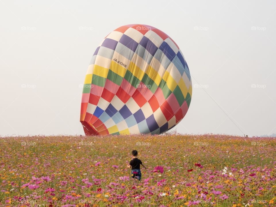 A boy is walking in the colorful cosmos field to see beautiful balloon