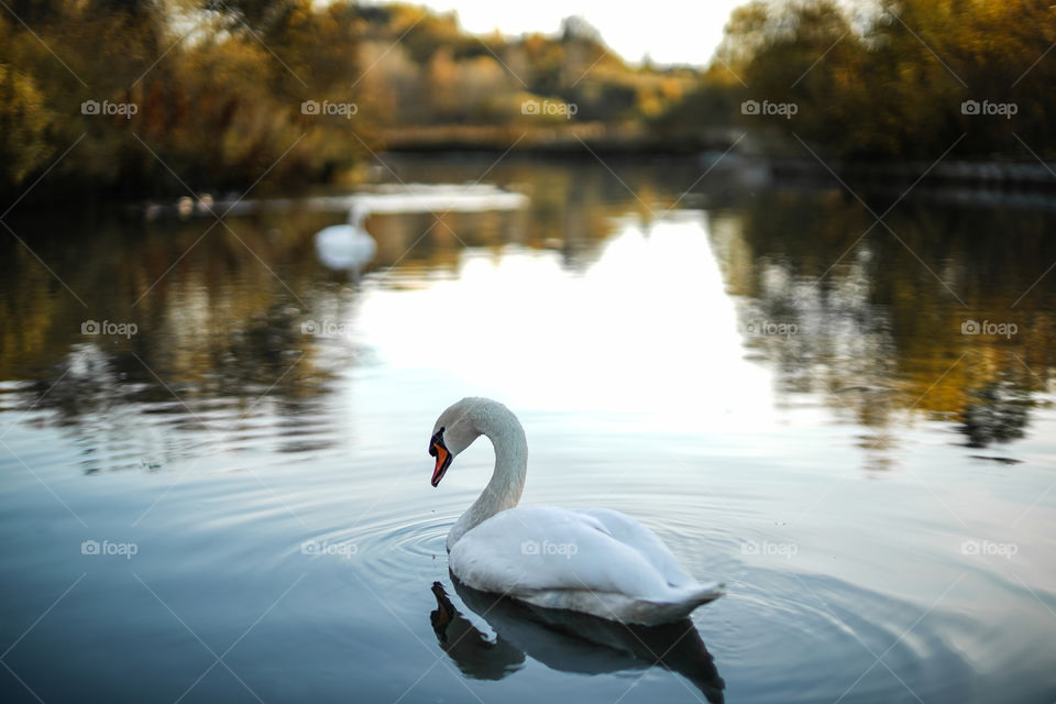 Swan Lake