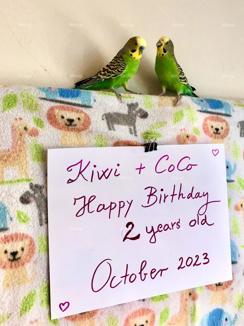 2 Years old Kiwi & Coco Birthday celebration 🎉