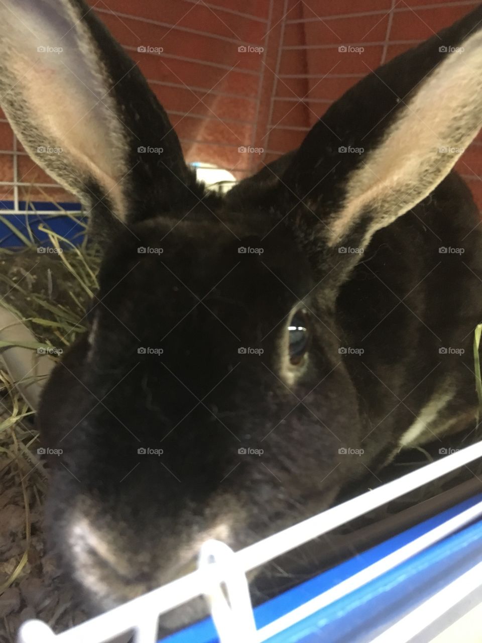 Rescued Bunny, (breed: Rex) at Shelter and Ready for Adoption 