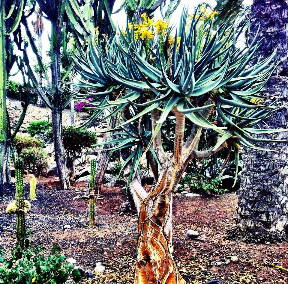 tree palm plant cactus by rebelf