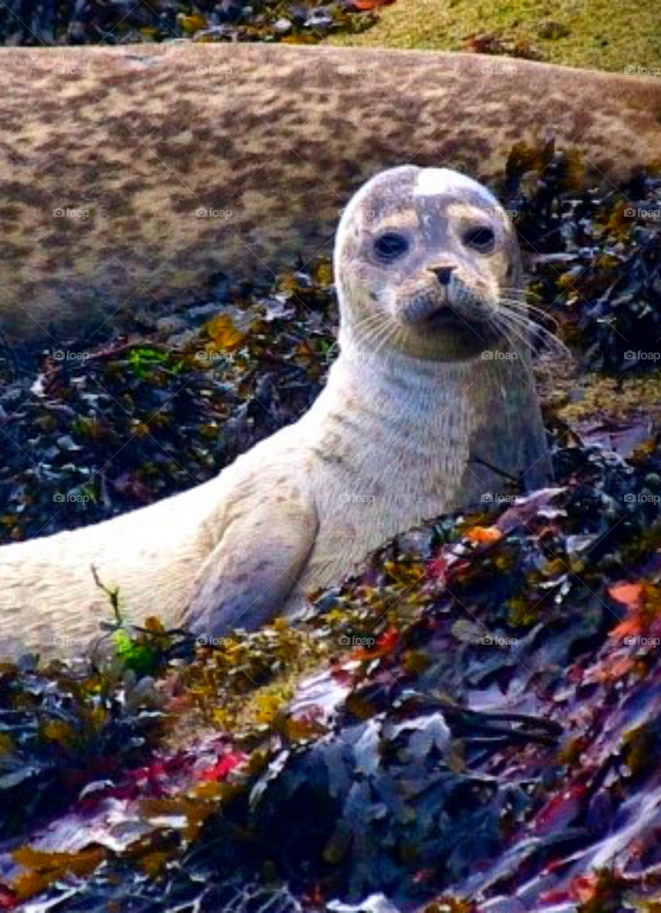 beach ocean baby animal by krispett