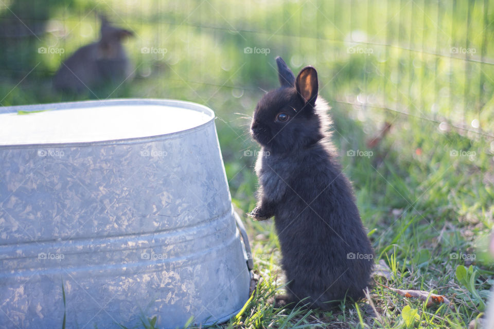 Portrait of a sweet bunny