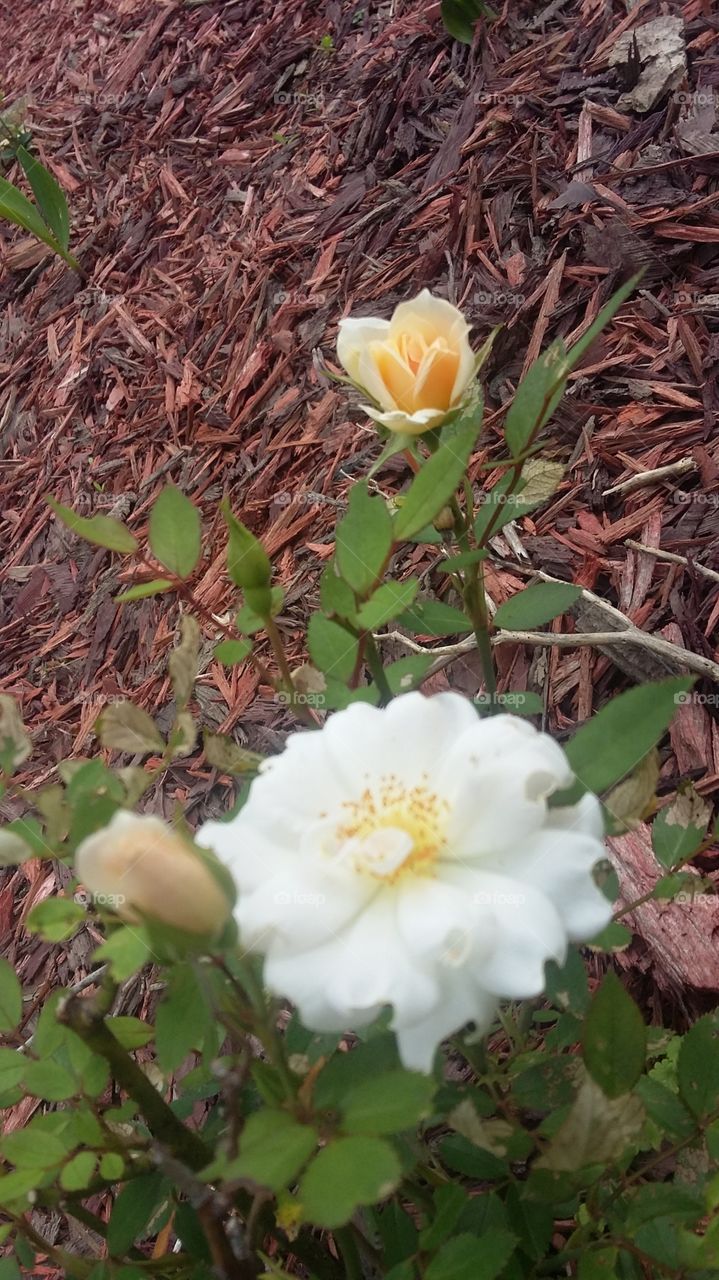 Mini white rose