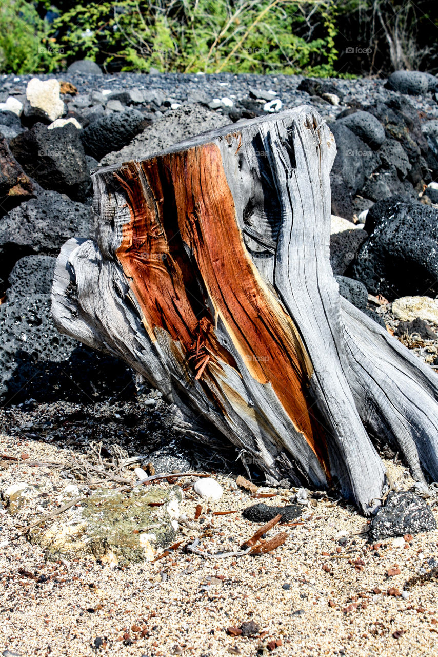 Brown striations in a piece of driftwood