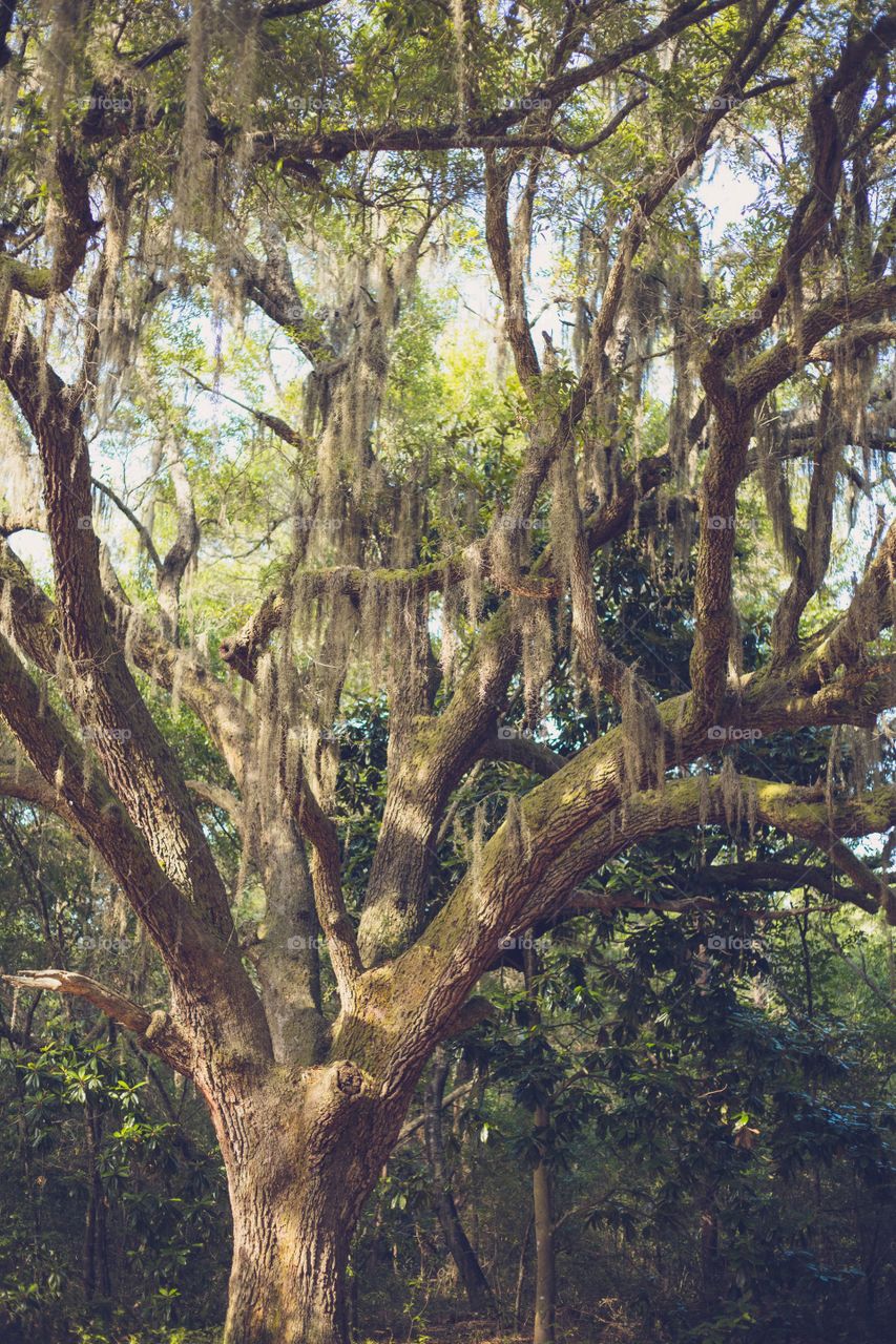 Spanish moss 