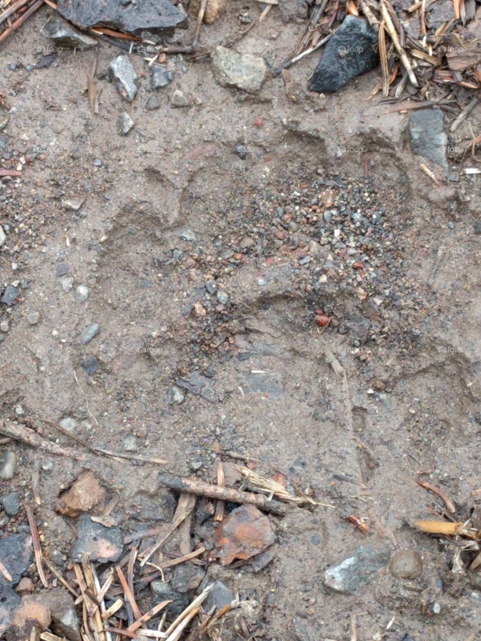 Bear track