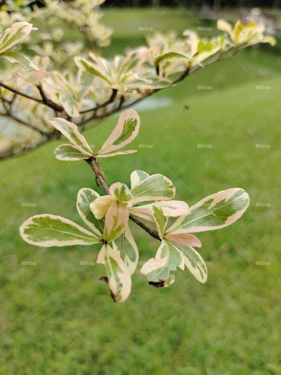 Planting tree in the garden is beauty in Nature