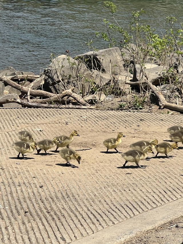 Gosling