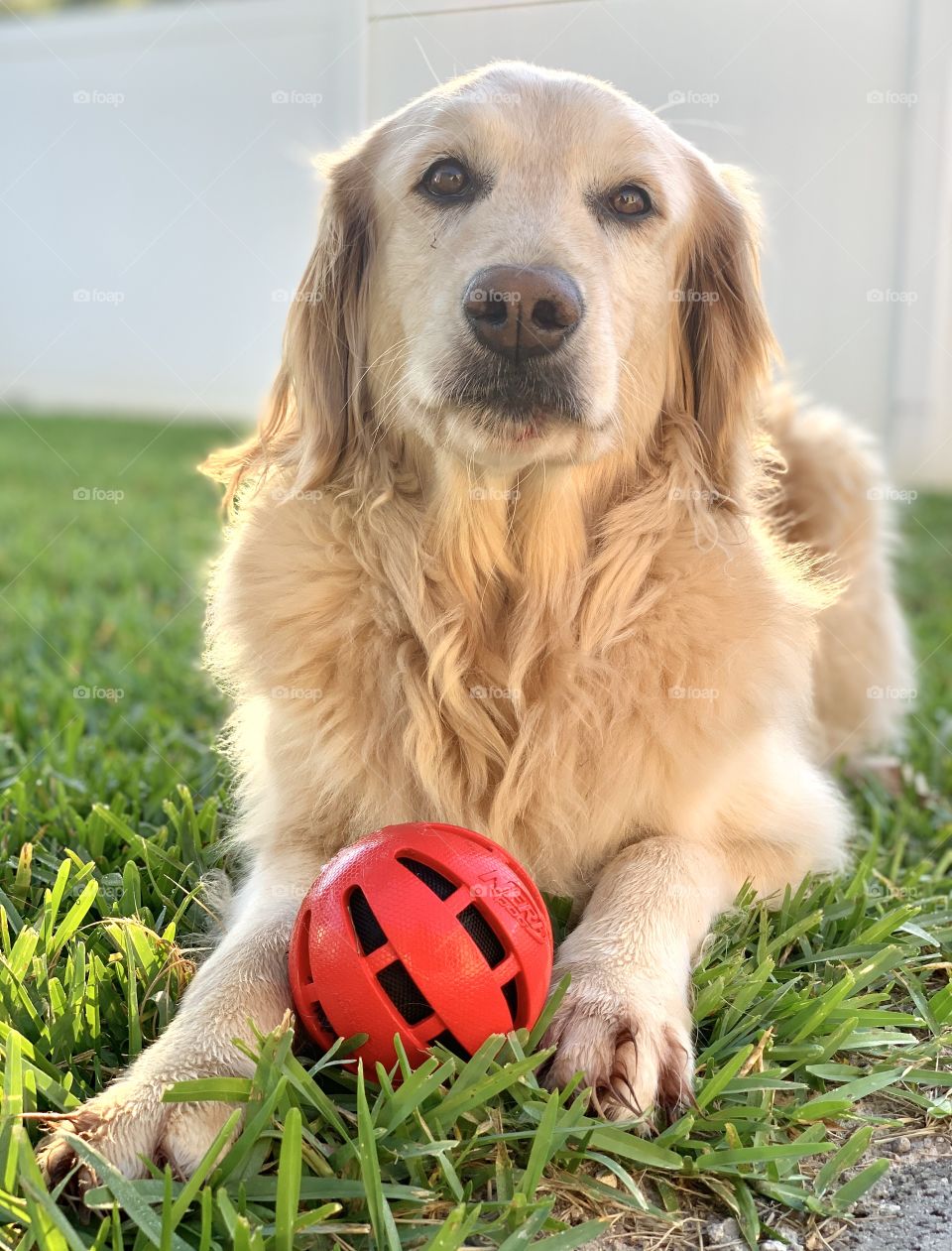 Golden retriever and red ball backyard