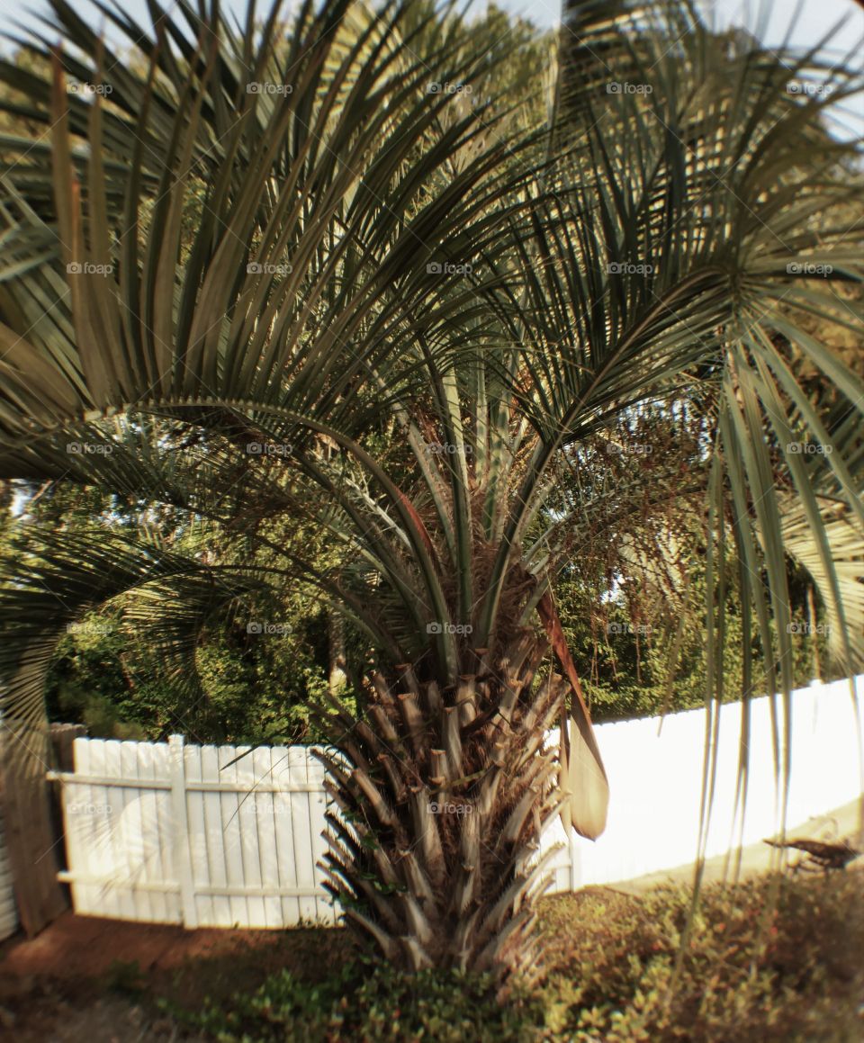palm tree