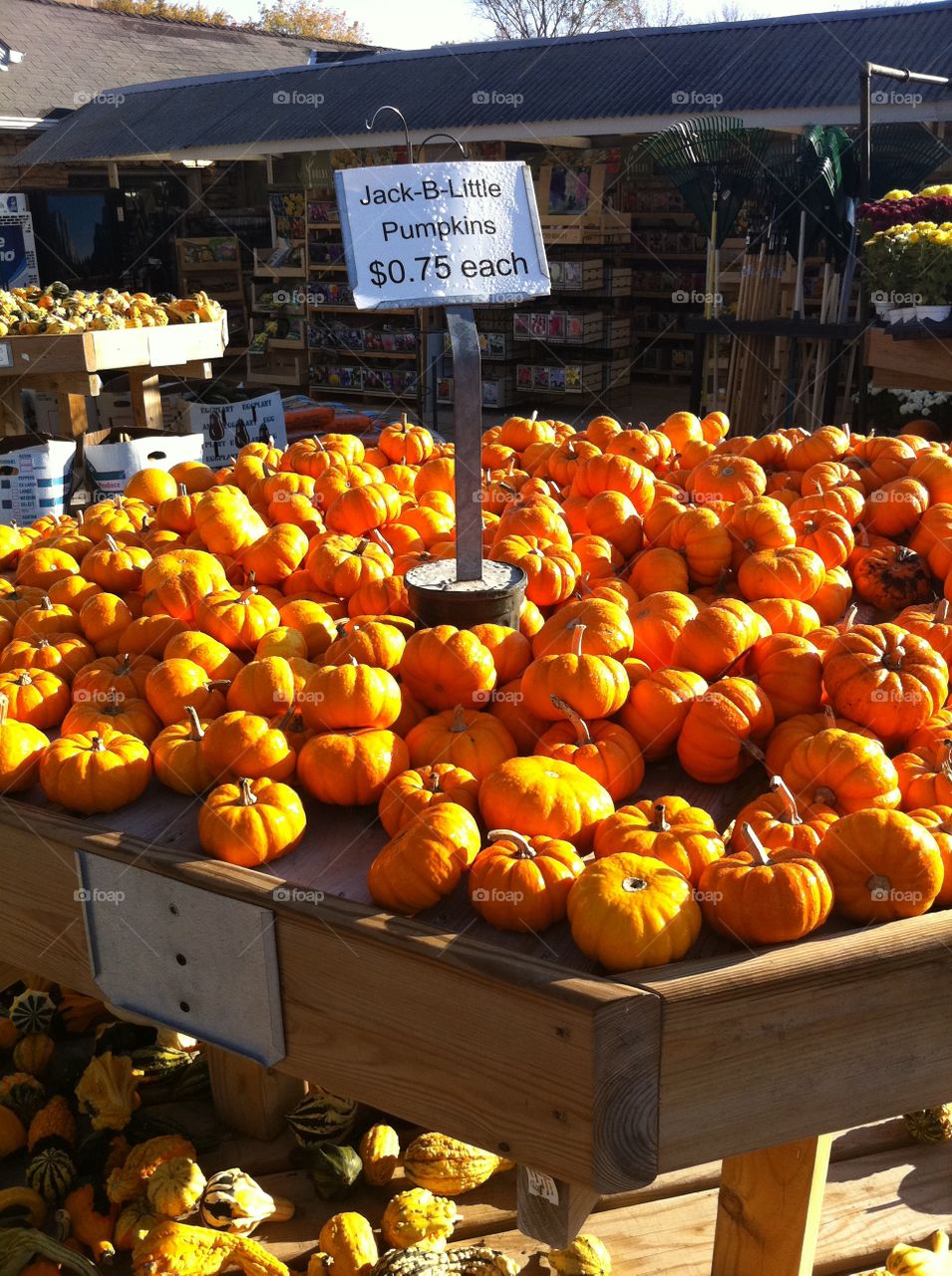 Pumpkin patch