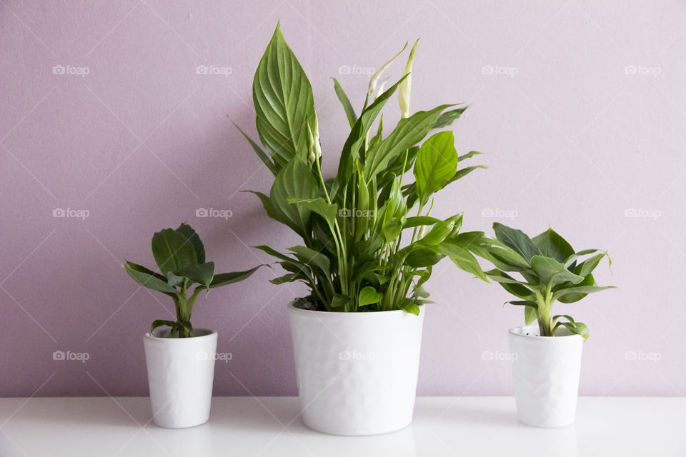 Close-up of plant pot