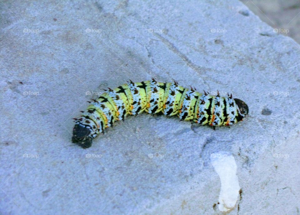 Mopani caterpillar