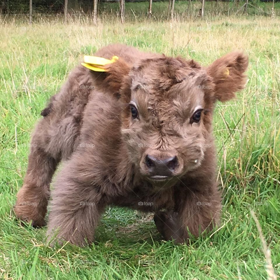 The cutest ever highland calf