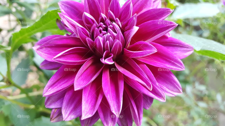 dahlia