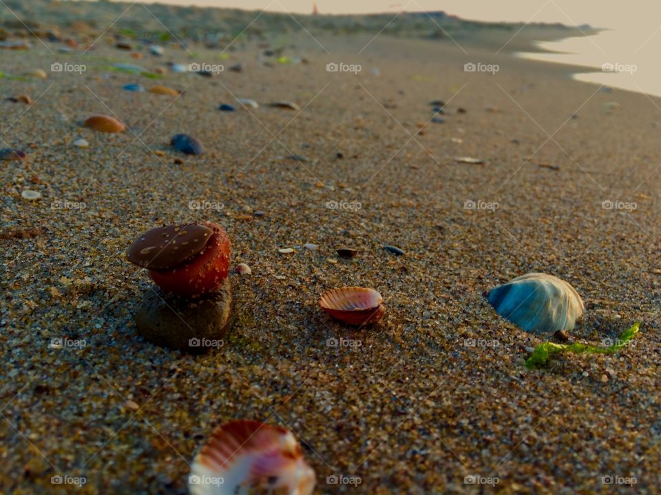 Shells and stones on a beach at sunrise