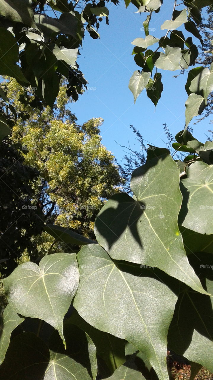 Leaf, Flora, Nature, Tree, No Person