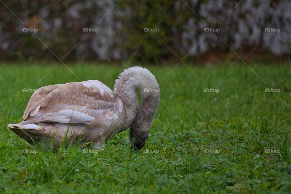 Close-up of swan on grassy field