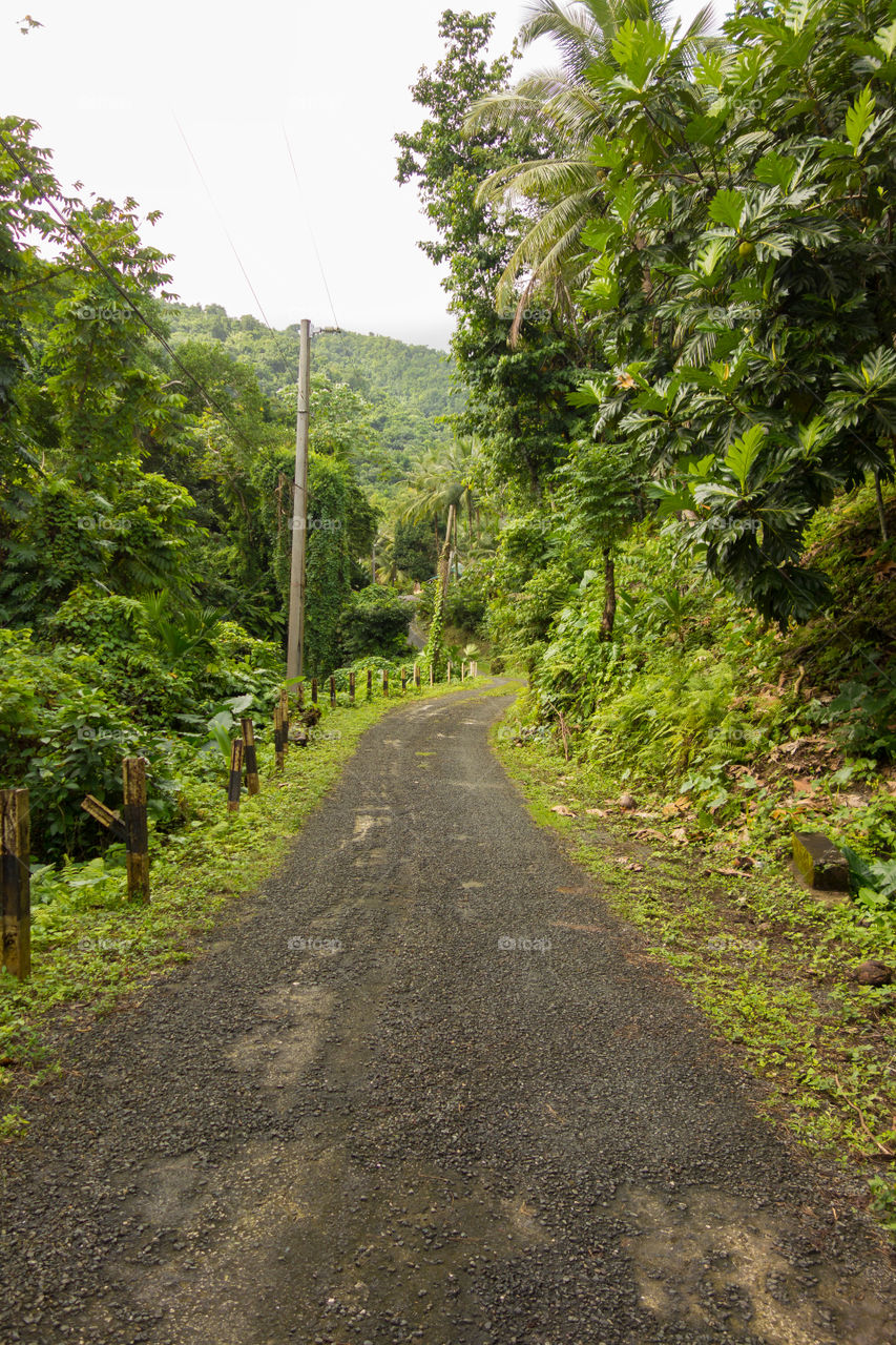 Gravel road in lush rain forest in the Portland Parish on the Eastern Coast of Jamaica on 30 December 2013.