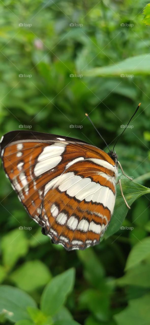 This type of butterfly has a dark brown wing base color with a row of spots that line up to form a ribbon.