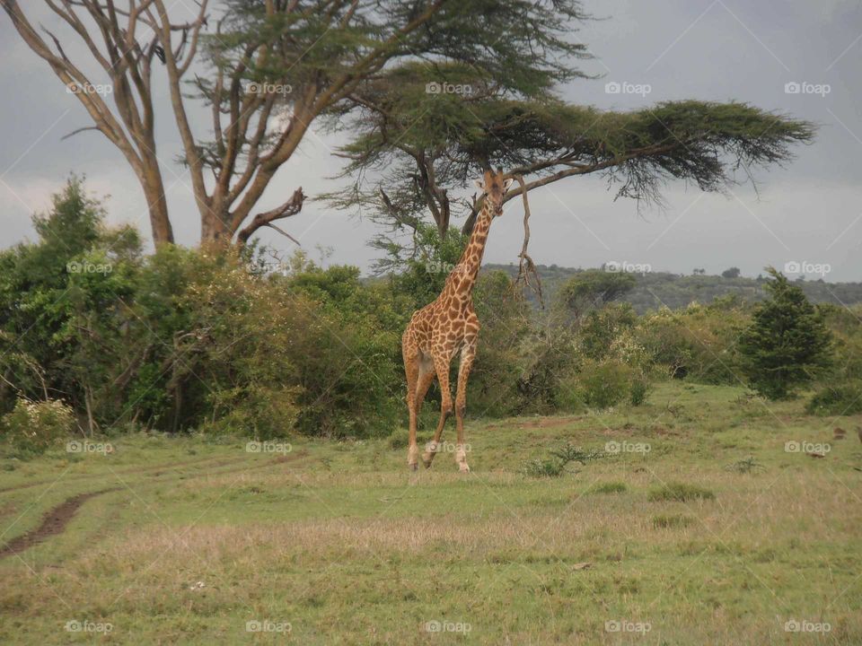 giraffe in Acacia