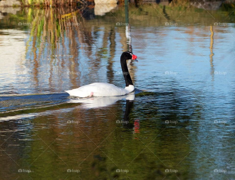 Black-necked swan