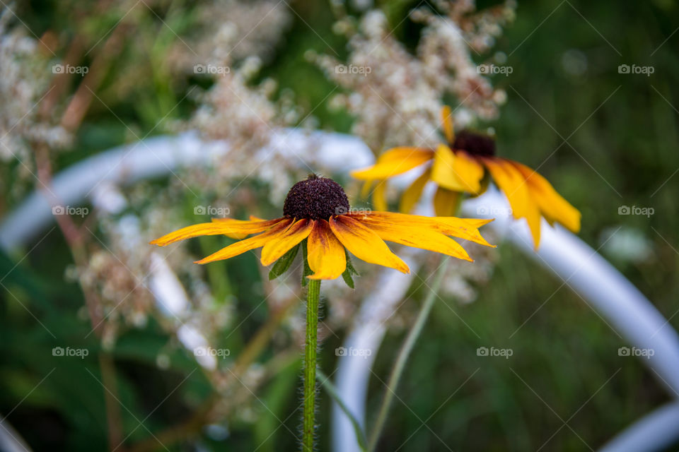 Daisies 