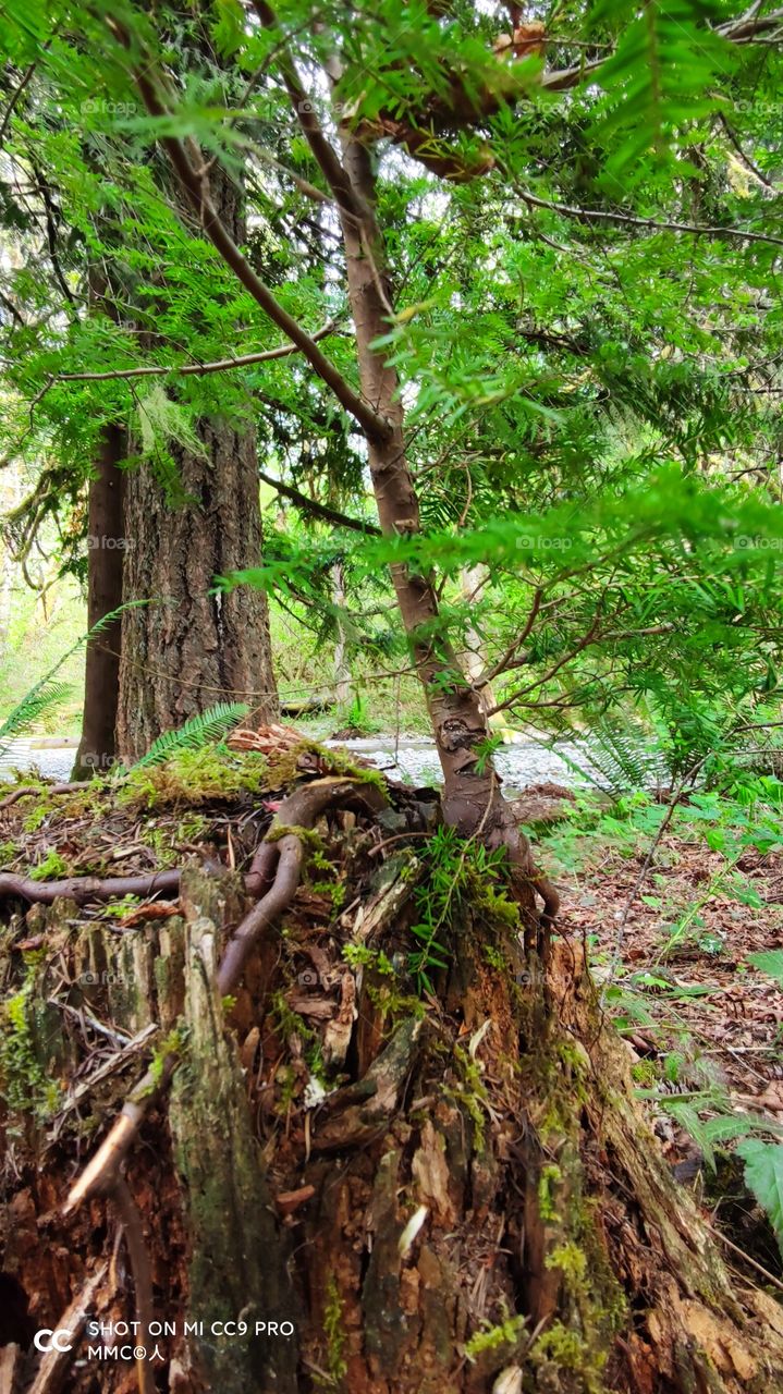 trees and forest series