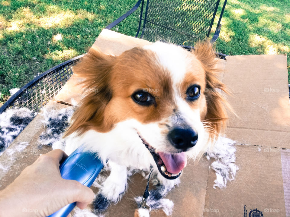 A happy Papillon puppy dog getting a haircut outside