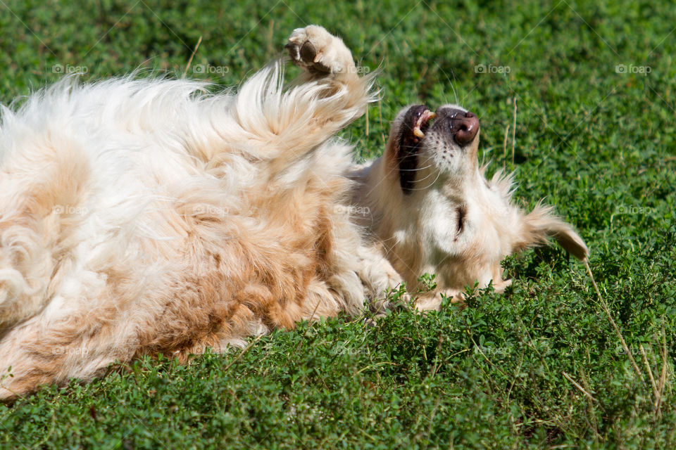 Dog lying on grass