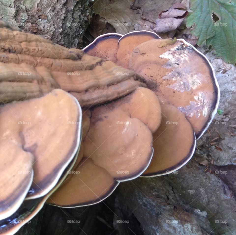 Large mushroom with fern imprint