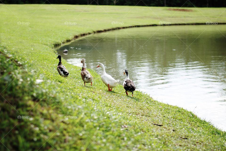 You know it's summer when ducks march out for a little swim at the pond
