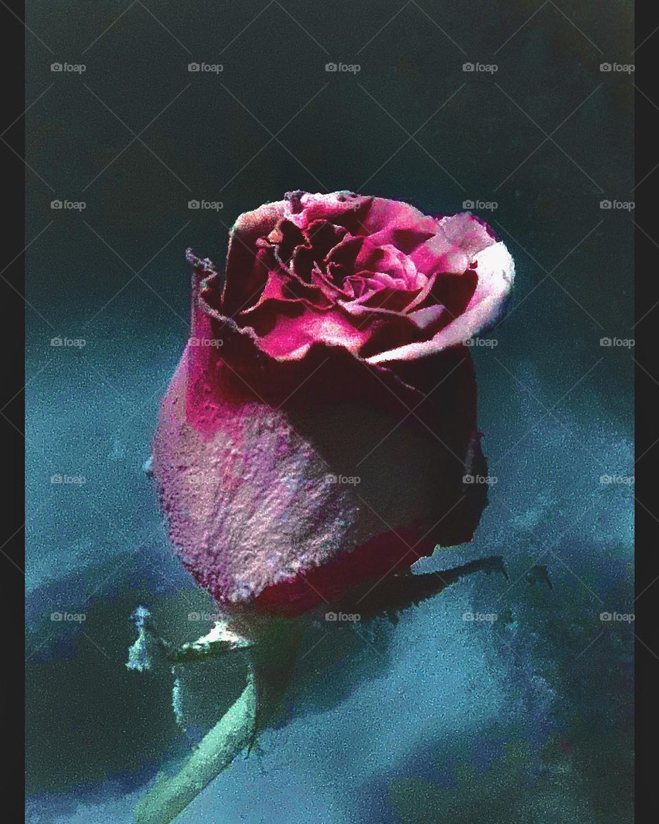 Frozen Rose