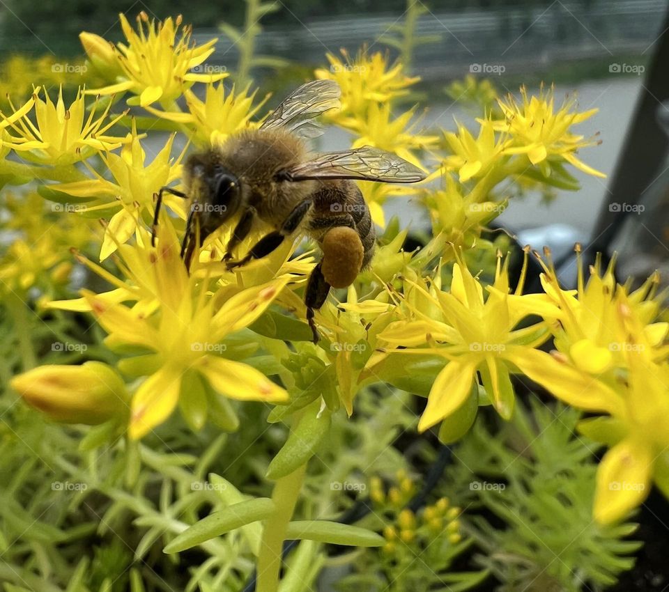 Bee