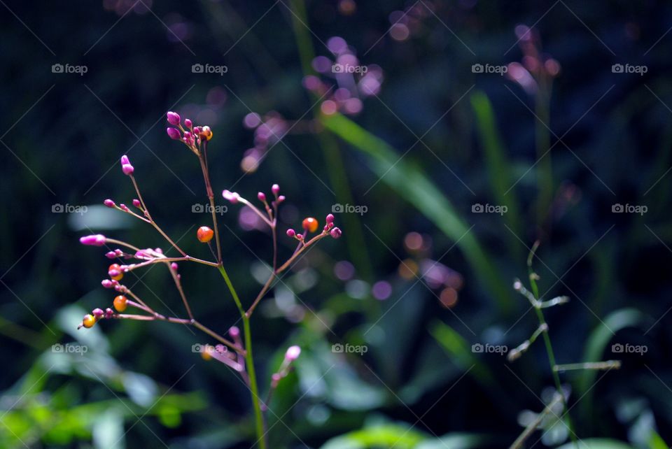 flowers