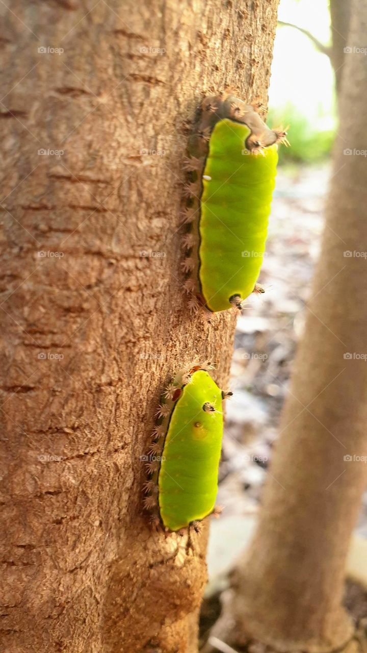 small caterpillar found on a soursop tree, possible moth or butterfly