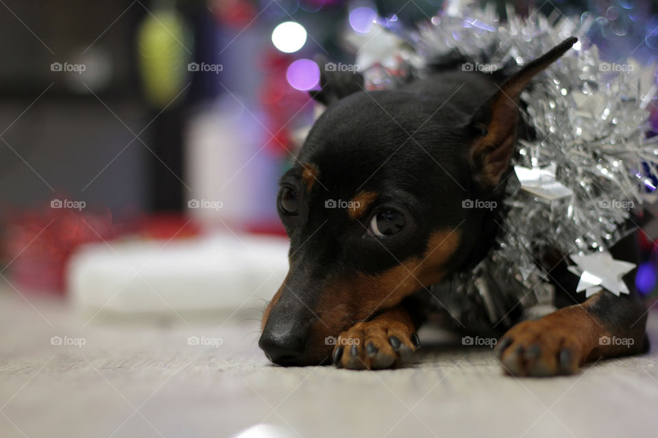 Christmas pinscher