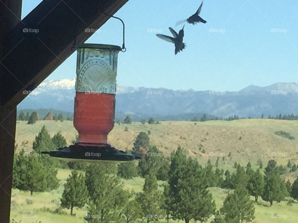 Hummingbirds fight for food 