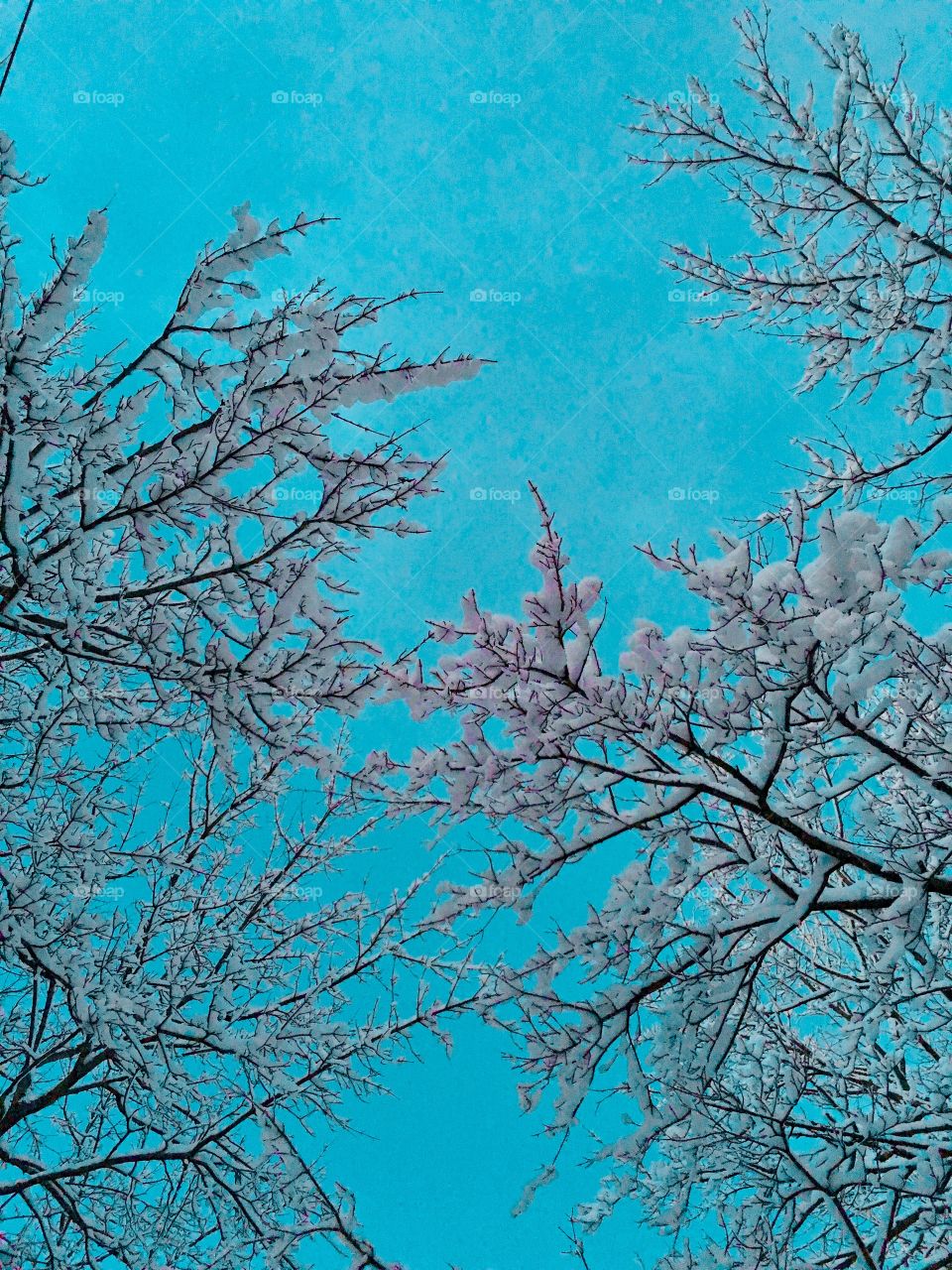 Snowcovered Branches in the Sky 