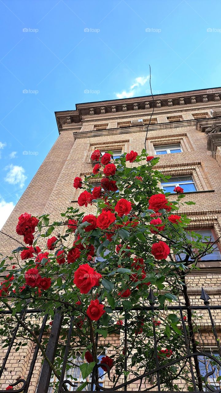 spring in the city of roses