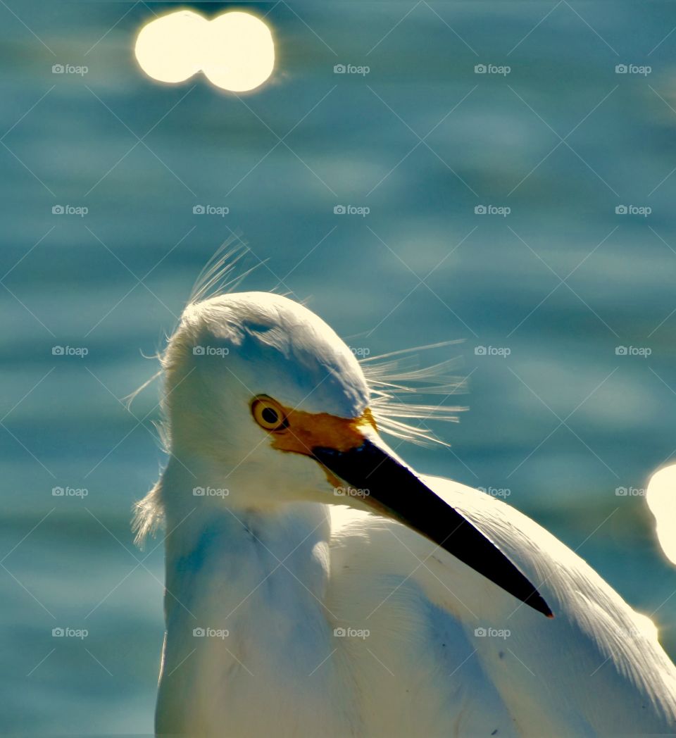 Lonely egret 
