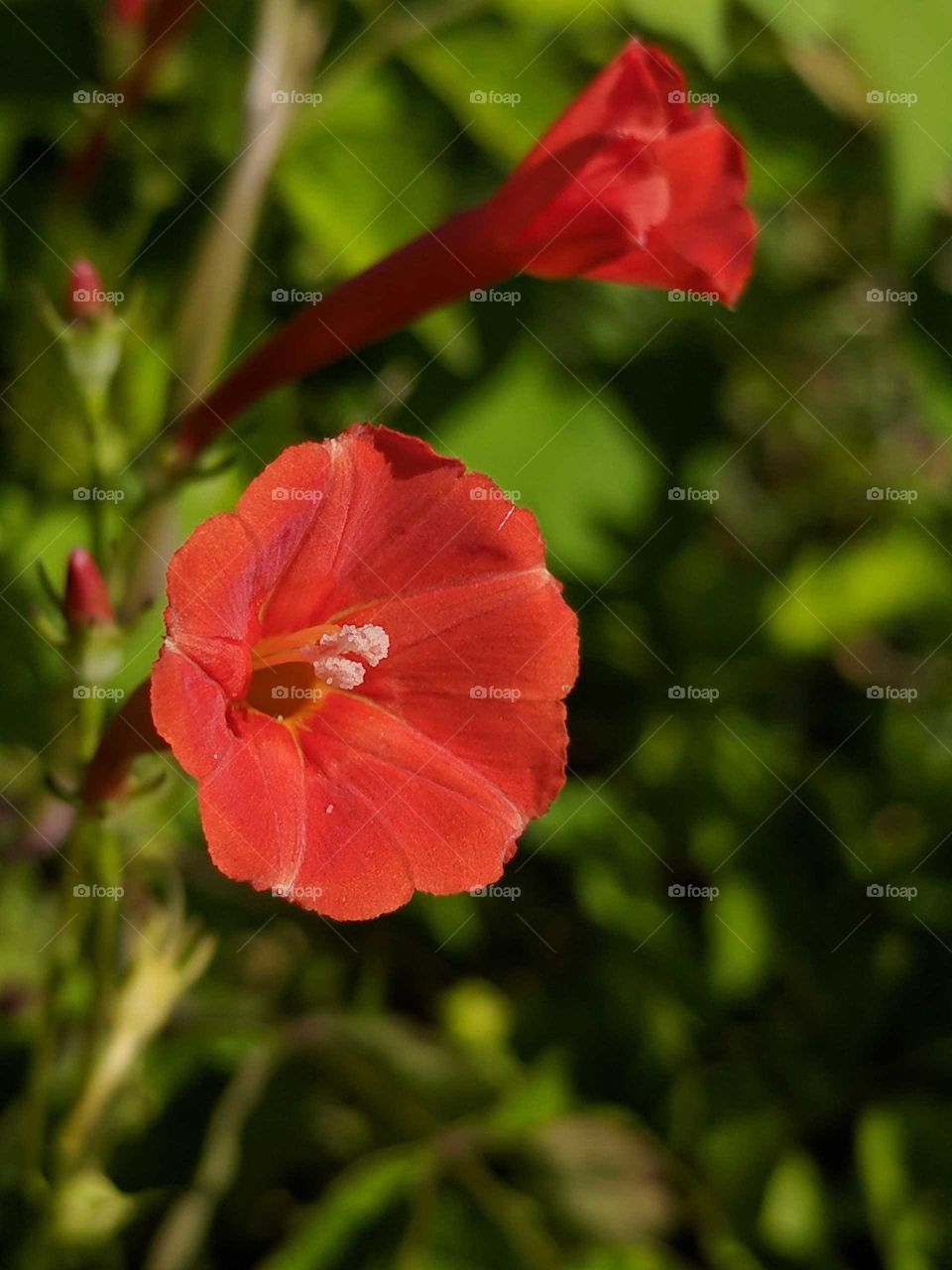 Red Morning Glory