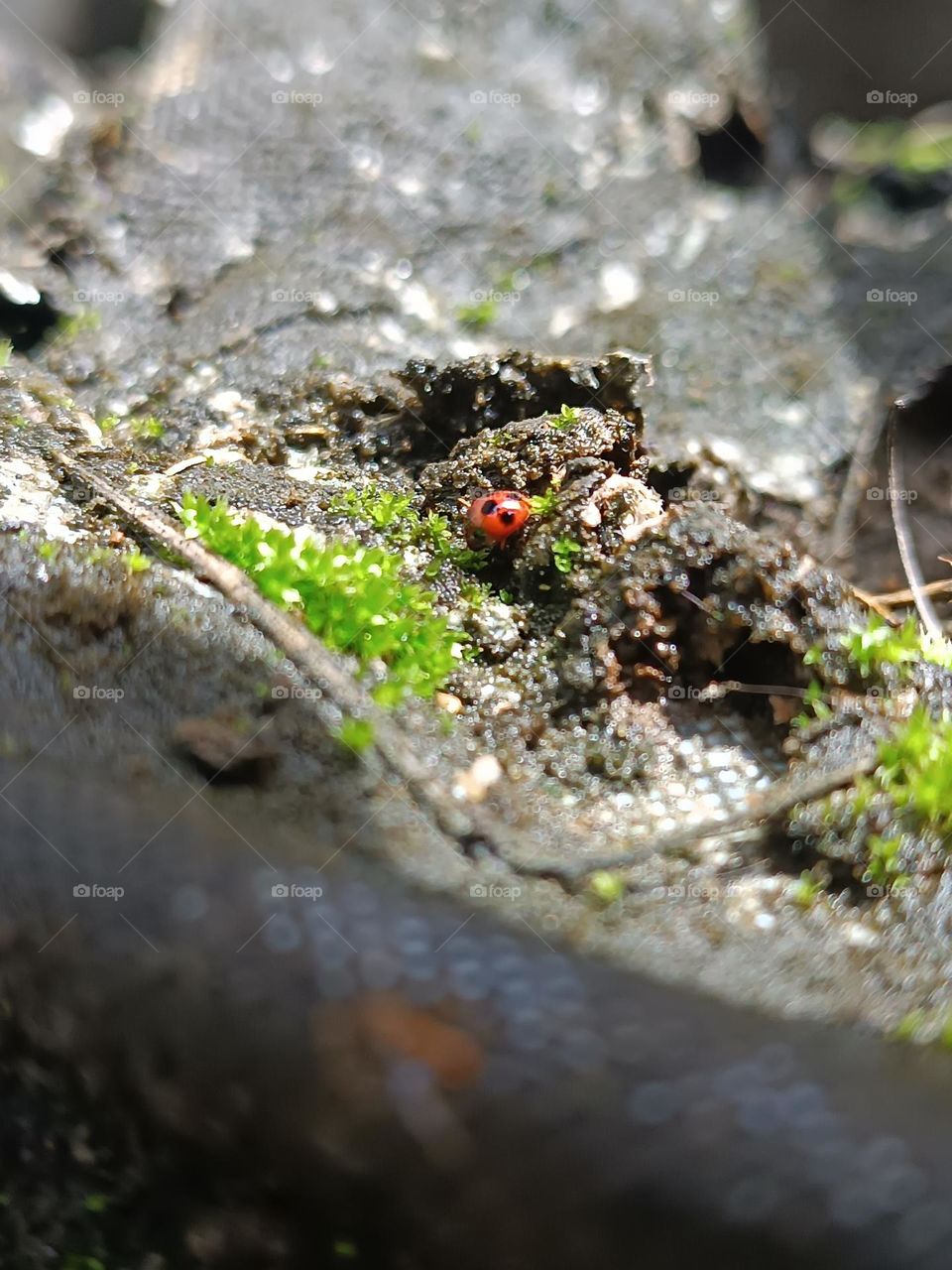 ladybug