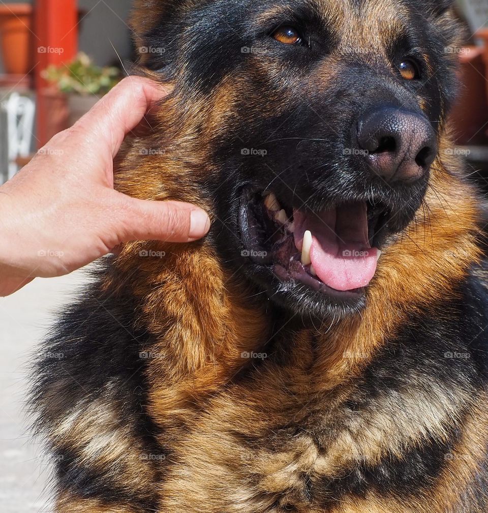 caressing relaxed and happy german shepherd