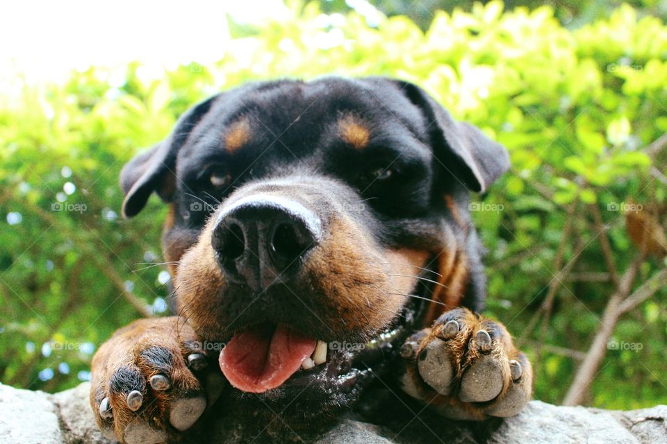 Rottweiler 